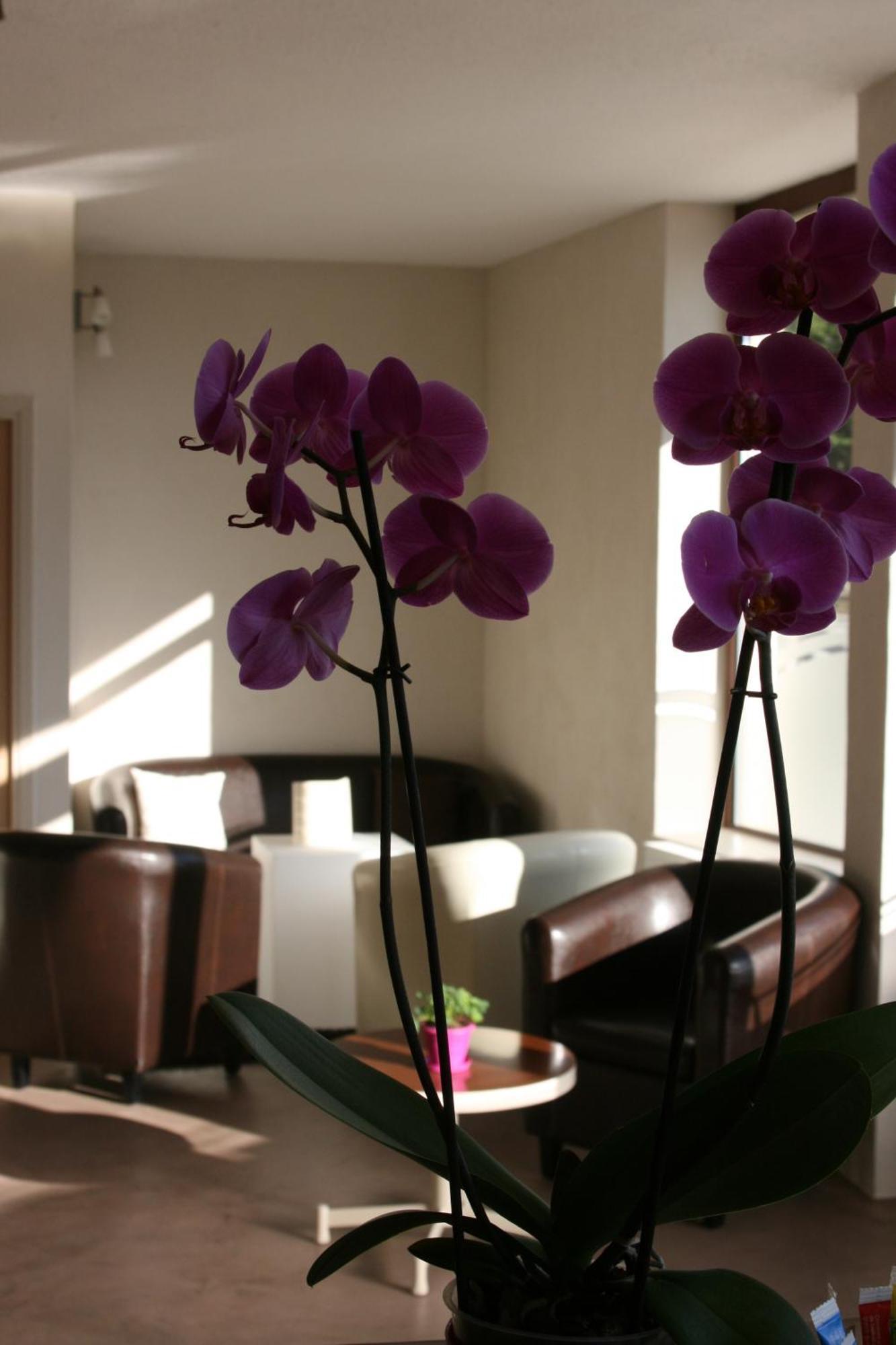 Hotel Bel Horizon Saint-Chély-dʼApcher Eksteriør bilde